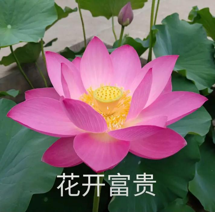 中老年人专属头像_兔年专属头像，60岁+专属，喜庆健康！