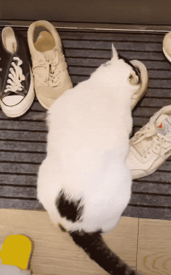 黄猫呲牙笑表情包gif_搞笑又可爱,社交必备_表情包 - 帅图库