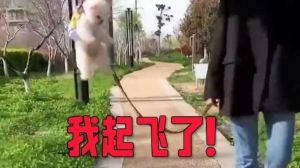 准备起飞表情包_起飞表情包太逗了，表达激动心情必备！