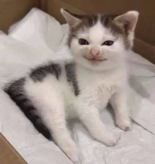 邪恶小猫表情包图片_搞笑猫咪表情包，萌坏你！