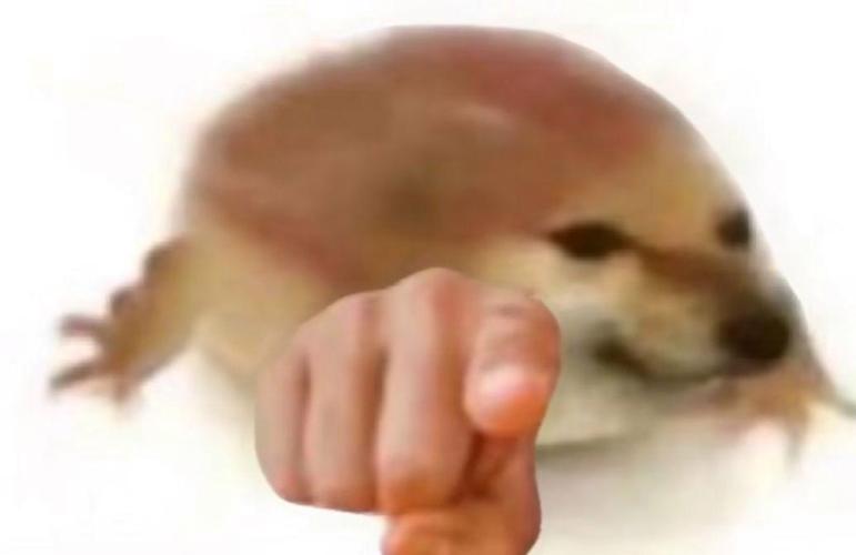 王境泽二哈指人的表情包_王境泽哈士奇表情包火遍全网,搞笑又无奈!_表情包 - 帅图库