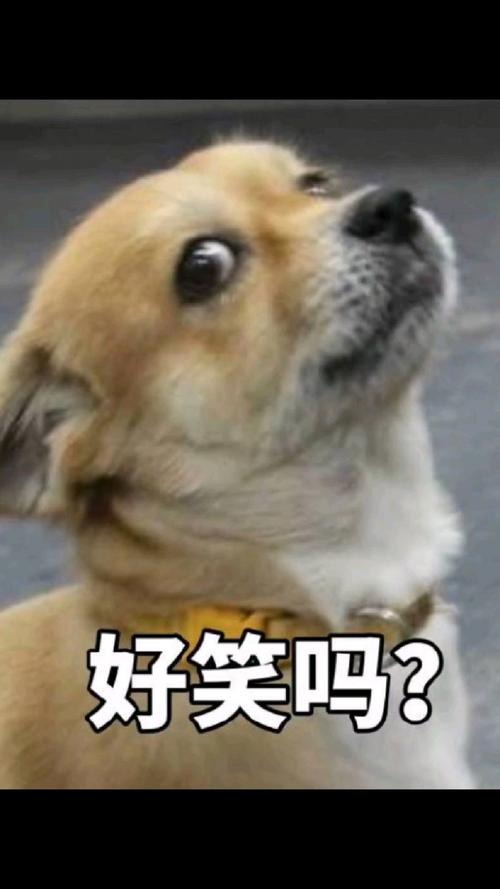 100个真实搞笑图_100搞笑图片,笑到喷饭,超欢乐! 100个真实搞笑图_100搞笑图片,笑到喷饭,超欢乐!