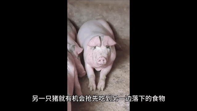 猪吃食搞笑图片gif_猪吃相太香太逗了! 猪吃食搞笑图片gif_猪吃相太香太逗了!