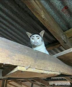 人脸猫搞笑图片_搞笑猫咪表情图，让人又好笑又心疼！