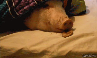 猪吃食搞笑图片gif_猪吃相太香太逗了! 猪吃食搞笑图片gif_猪吃相太香太逗了!