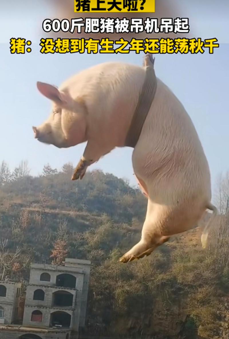 猪飞上天图片恶搞_猪飞上天搞笑图，朋友圈必备乐子！