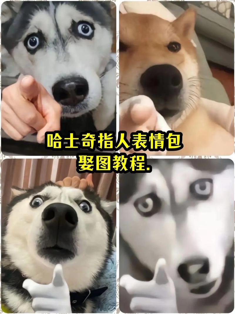 手指指人的表情包不带字_指指点点表情包,嚣张挑衅,适合朋友互怼_表情包 - 帅图库