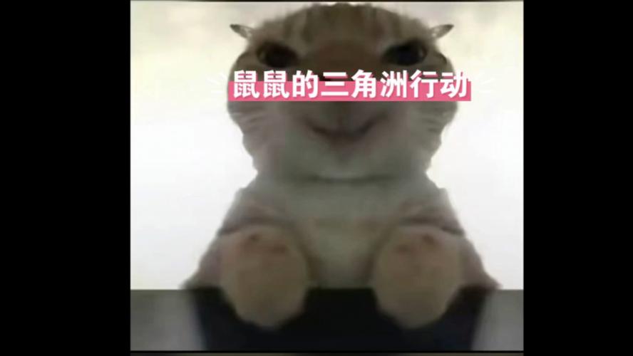 三角洲鼠表情包原图_萌趣十足，聊天必备