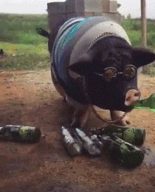 猪穿黑渔网的搞笑照片_大猪穿渔网像猪八戒，太逗了！