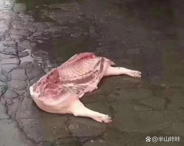 猪肉搞笑图片大全_超搞笑猪肉照片，笑到你肚子疼！