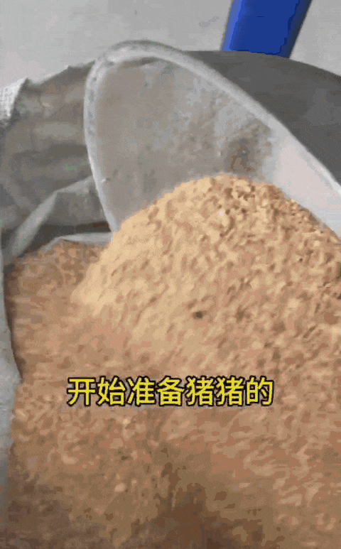 猪吃食搞笑图片gif_猪吃相太香太逗了! 猪吃食搞笑图片gif_猪吃相太香太逗了!