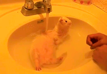猪洗澡gif的图片搞笑_搞笑猪洗澡图，整蛊朋友必备！
