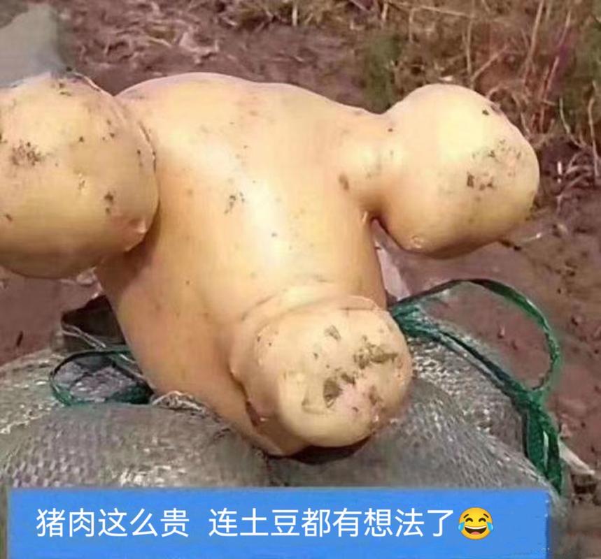 猪肉搞笑图片大全_超搞笑猪肉照片，笑到你肚子疼！
