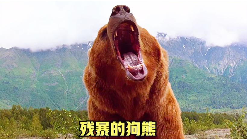 狗熊吼叫表情包_激动或不满时用,社交聊天添趣味!_表情包 - 帅图库
