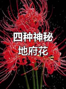 常见的24种阴花图片_从认花到面相，这些照片能做些什么？
